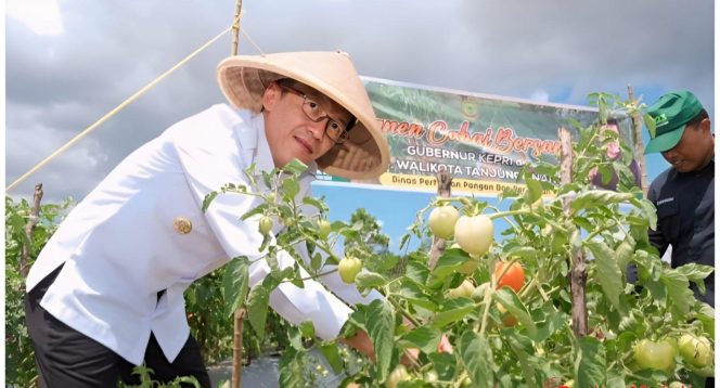 
					Pj Wali Kota Tanjungpinang Hasan saat memanen tanaman hortikultura di lahan bekas bauksit.