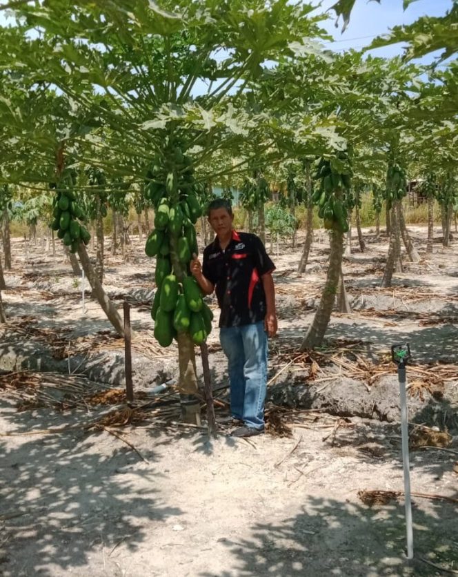 
					Petani pepaya di Desa Berakit Kecamatan Teluk Sebong, Bintan.