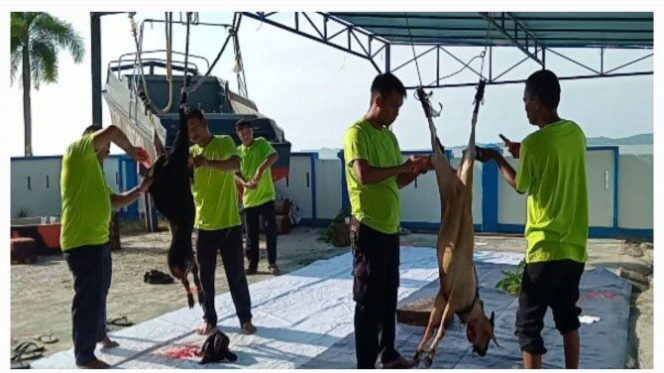 
					Bea Cukai Tanjung Balai Karimun adakan penyembelihan hewan Kurban dan pembagian daging kurban pada hari Selasa (18/06/2024). 
