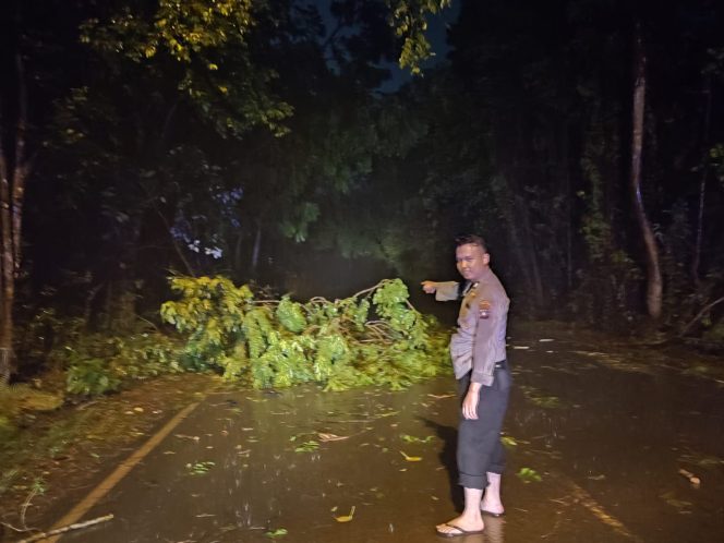 
					Seorang polisi saat berada di dekat pohon tumbang
Foto: Istimewa