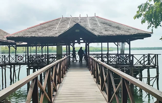 
					Pelantar objek wisata mangrove di Lagoi, Bintan (ist)