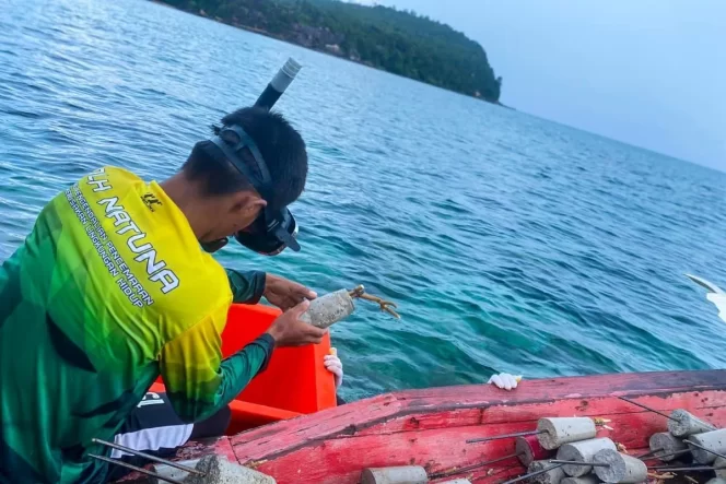 
					Proses mengikatan bibit terumbu karang ke semen untuk ditanam dalam laut (Ist).