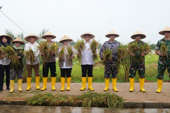 
					Sekda Bintan Ronny Kartika melakukan panen raya perbenihan padi Terstandar Kelas Benih Pokok (SS) biofortifikasi varietas Inpari IR Nutri Zinc di areal persawahan Poyotomo, Rabu (18/12).
