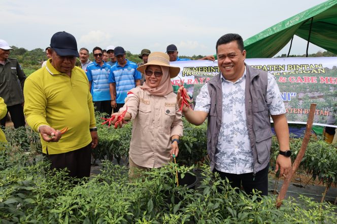 
					Sekda Bintan Ronny Kartika saat panen cabai bersama kelompok tani