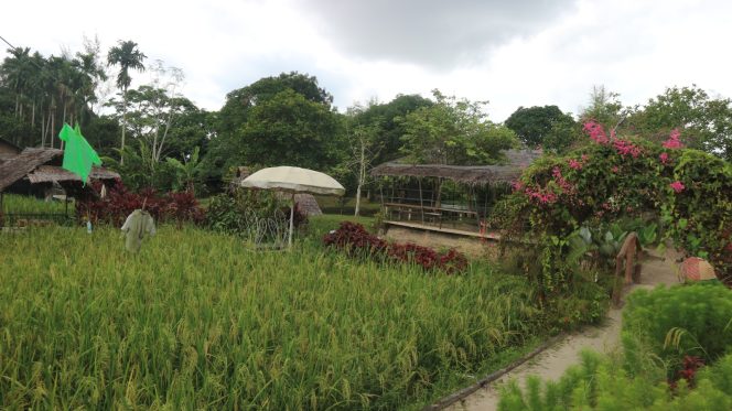 
					Wisata Edukasi Kampung Sawah dengan Labirin Unik di Batam