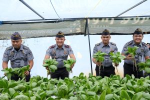 Kepala Rutan Kelas I Tanjungpinang, Yan Patmos, bersama jajaran pejabat struktural saat melaksanakan panen sayuran pakcoy pada Senin (13/01/2025).
.