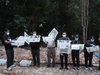 Petugas Karantina Kepri bersama Petugas BKSDA, melepasliarkan kembali 1.200 ekor Burung Pipit yang dibawa dari Kuala Tungkal Jambi ke Batam, melalui pelabuhan domestik Telaga Punggur.
