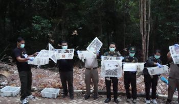 Petugas Karantina Kepri bersama Petugas BKSDA, melepasliarkan kembali 1.200 ekor Burung Pipit yang dibawa dari Kuala Tungkal Jambi ke Batam, melalui pelabuhan domestik Telaga Punggur.
