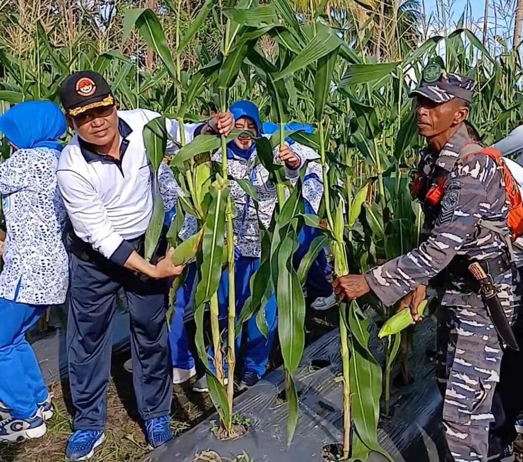 Danlanal Ranai Pimpin Panen Jagung Sebagai Andil Dalam Program Ketapang