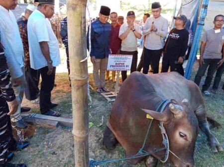 Walikota Tanjunpinang Lis Darmansyah menyembelih sapi kurban bantuan Presiden RI, Prabowo Subianto di halaman Masjid Nurul Iman, Jalan Pancur, Kota Tanjungpinang, Sabtu (7/6).