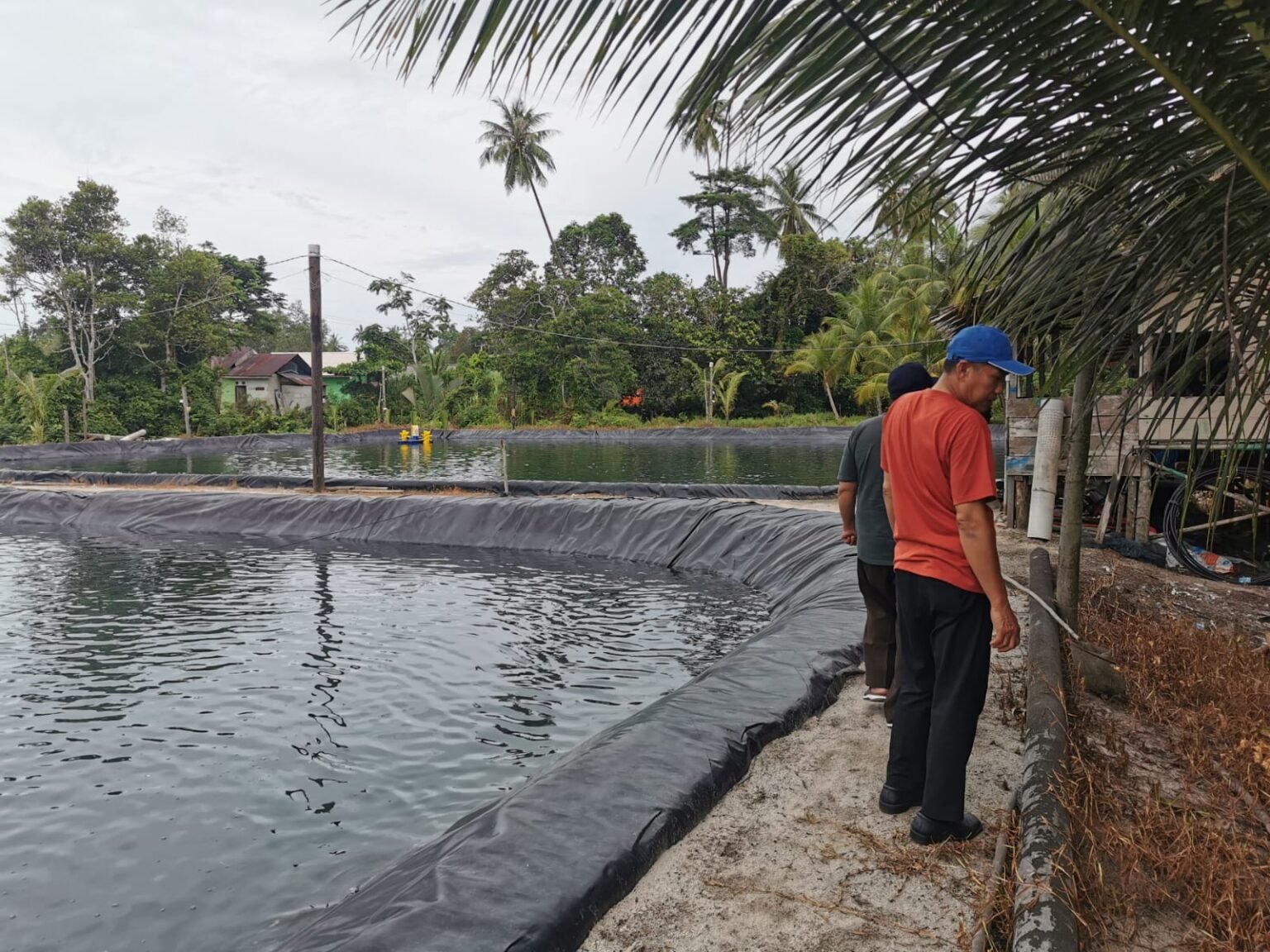 Staf DLH Lingga saat melakukan pemantauan terkait pengelolaan air limbah di Pertambakan udang vaname.