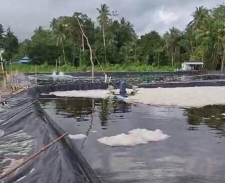 Tambak Udang milik KKMGS di Desa Kote yang telah panen namun belum memiliki IPAL dan melanggar aturan tentang jarak kolam tambak dar bibir pantai///