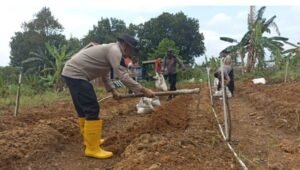 Kapolsek Bukit Bestari, AKP Suardi, beserta sejumlah anggotanya saat melakukan penanaman budidaya jagung pipil di Tanjung Siambang, RT 2 RW 1, Kelurahan Dompak Kita Tanjungpinang, Provinsi Kepulauan Riau, Kamis  (9/10/2025).