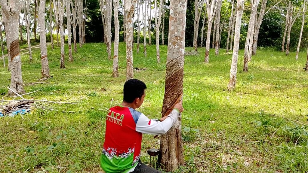 Kegiatan Petani Karet Natuna Terkendala Cuaca.