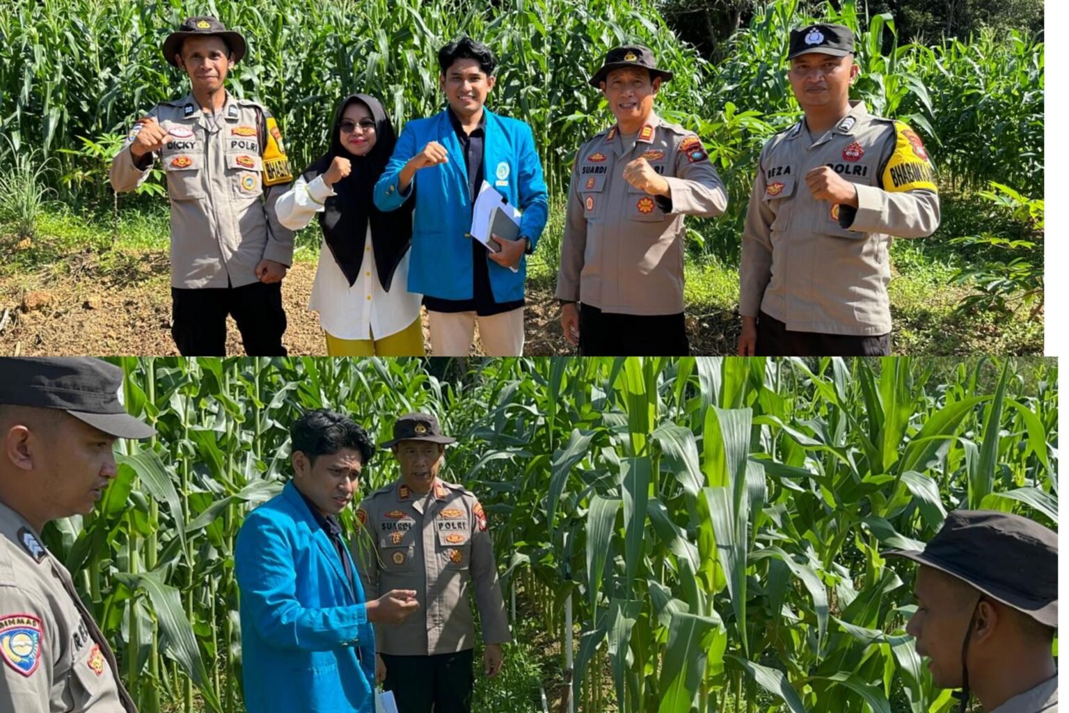 Kolaborasi Mahasiswa Umrah dan Polsek Bukit Bestari Tanjungpinang Jadikan Jagung Pipil Sebagai Percontohan