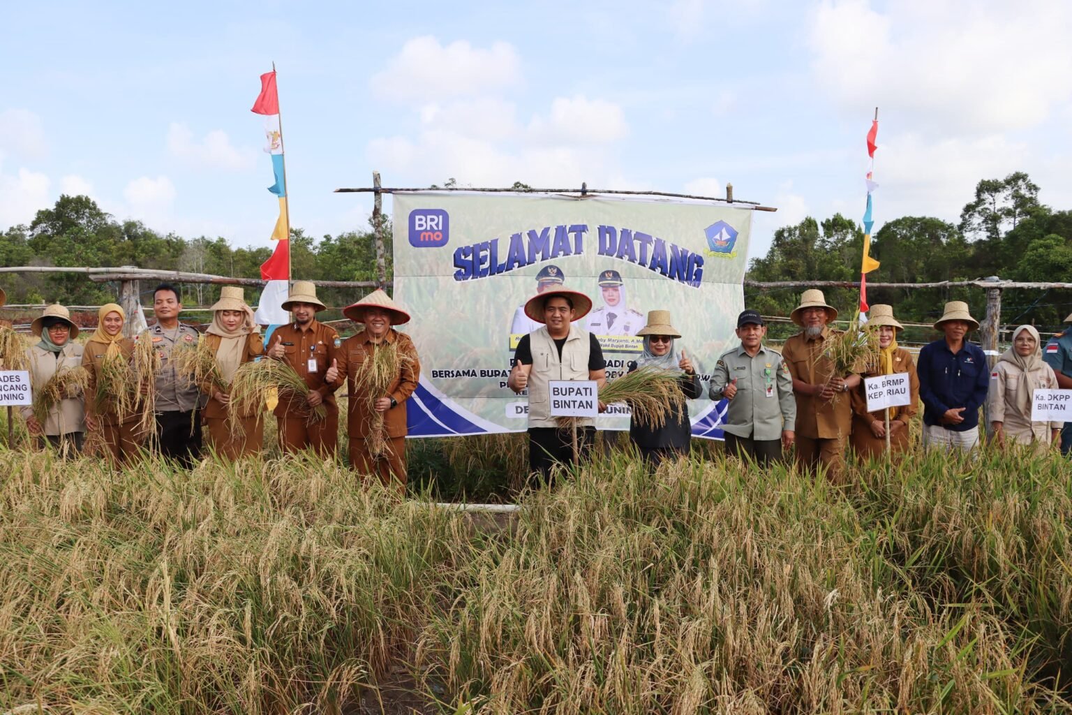 bupati Bintan Roby Kurniawan saat panen perdana padi Gogo bersama petani Maju Jaya