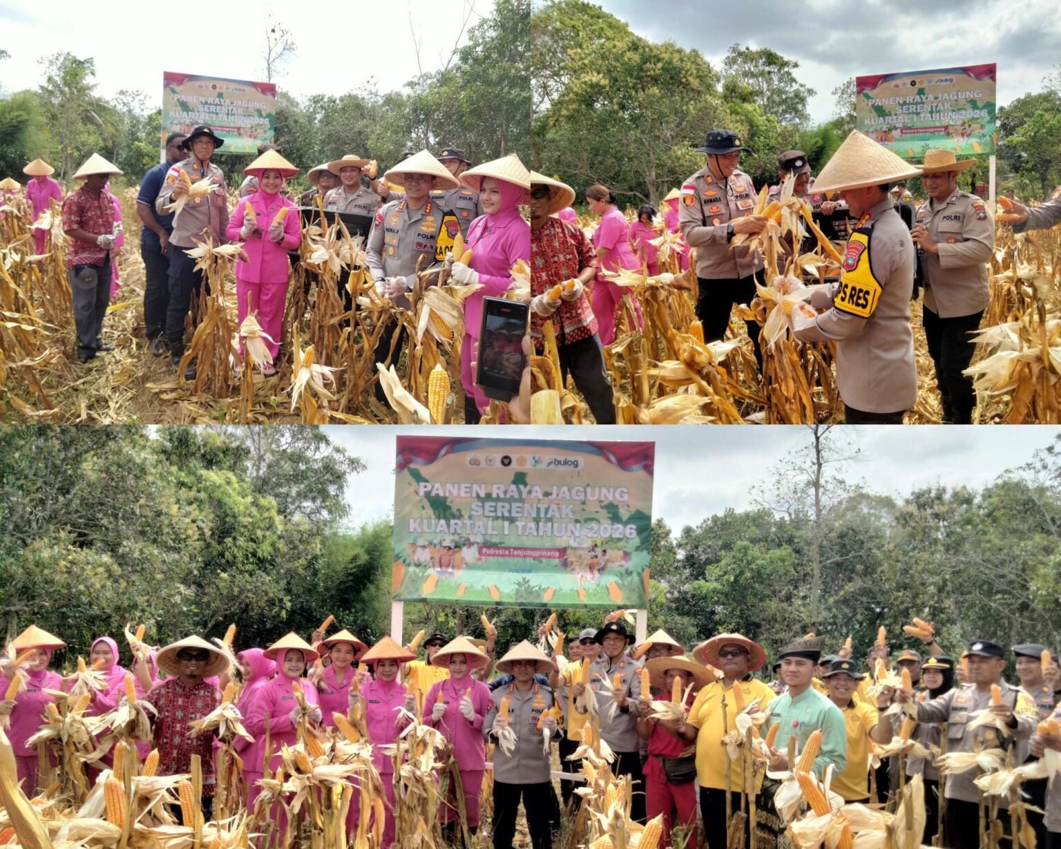 Polresta Tanjungpinang melalui Polsek Tanjungpinang Timur menggelar Panen Raya Jagung Pipil Kuartal I Tahun 2026 sekitar satu ton, Jum'at (06/01/2026)