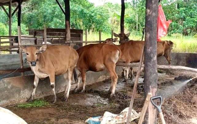 Pemko Tanjungpinang Salurkan 56 Sapi Kurban Pemko Tanjungpinang menyalurkan sebanyak 56 ekor sapi kurban
