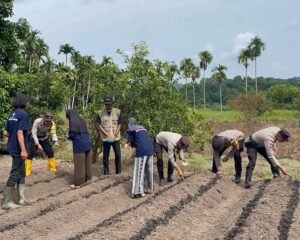Kolaborasi Bersama Mahasiswa KKN UGM, Polsek Jemaja Tanam Jagung Pipil Dukung Program Asta Cita