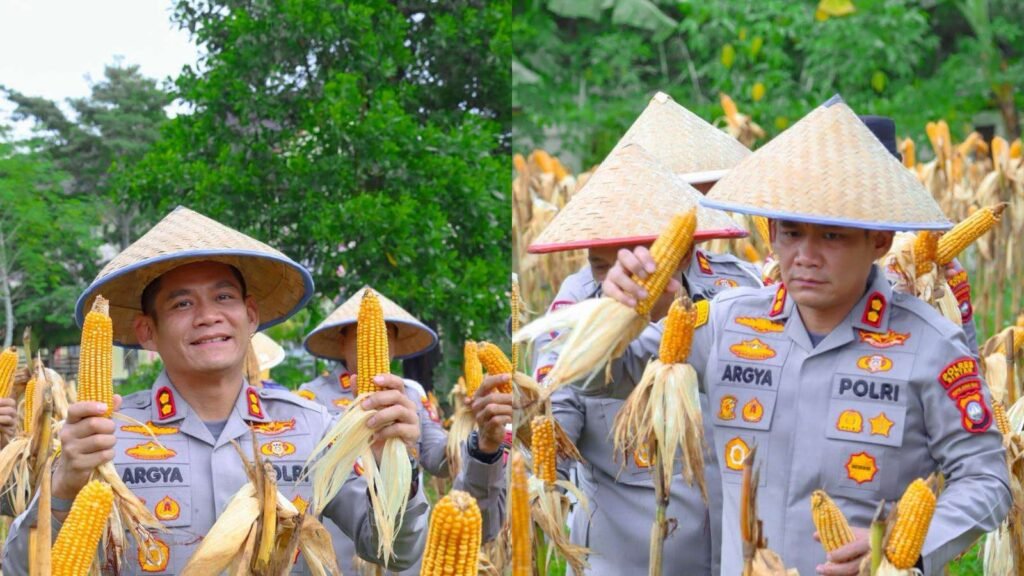 Kapolres Bintan, AKBP Argya Satrya Bhawana, S.H., S.I.K., didampingi Wakapolres Bintan Kompol Ahmad Rudi Prasetyo, S.H., M.H., serta dihadiri oleh Pejabat Utama Polres Bintan dan para Kapolsek jajaran saat melakukan panen jagung pipil, Rabu (08/07/2026)