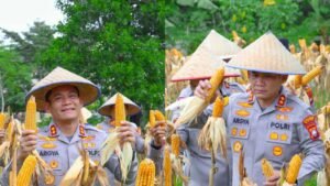 Kapolres Bintan, AKBP Argya Satrya Bhawana, S.H., S.I.K., didampingi Wakapolres Bintan Kompol Ahmad Rudi Prasetyo, S.H., M.H., serta dihadiri oleh Pejabat Utama Polres Bintan dan para Kapolsek jajaran saat melakukan panen jagung pipil, Rabu (08/07/2026)