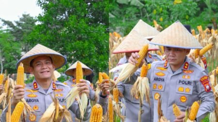 Kapolres Bintan, AKBP Argya Satrya Bhawana, S.H., S.I.K., didampingi Wakapolres Bintan Kompol Ahmad Rudi Prasetyo, S.H., M.H., serta dihadiri oleh Pejabat Utama Polres Bintan dan para Kapolsek jajaran saat melakukan panen jagung pipil, Rabu (08/07/2026)