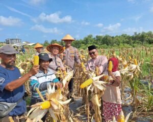 Polresta Tanjungpinang melalui Polsek Bukit Bestari melaksanakan Panen Raya Jagung Serentak Kuartal II Tahun 2026 sebagai bentuk dukungan terhadap Program Swasembada Pangan Nasional di lahan ketahanan pangan Sei Unggar, Tanjung Mocco, Kelurahan Dompak, Kecamatan Bukit Bestari, Kota Tanjungpinang. Jumat (7/8/2026)