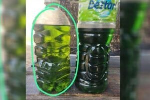 Perbedaan pertalite yang diduga tercampur solar. (Foto: dok warga)