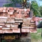 Kayu penangkapan tim gabungan di Desa Sungai Raya, Kecamatan Singkep Barat (foto/net)